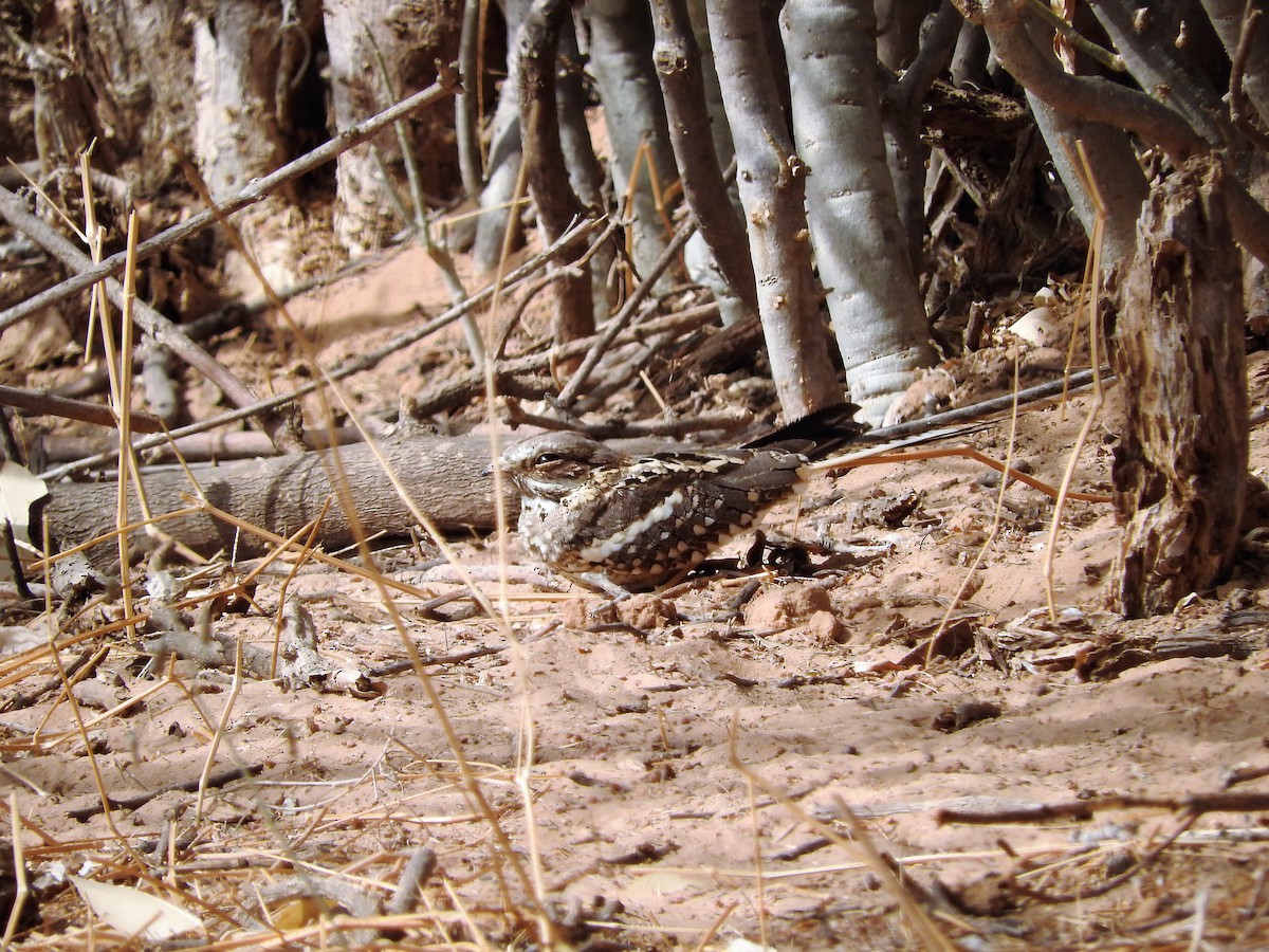 Long-tailed Nightjar - ML627658896