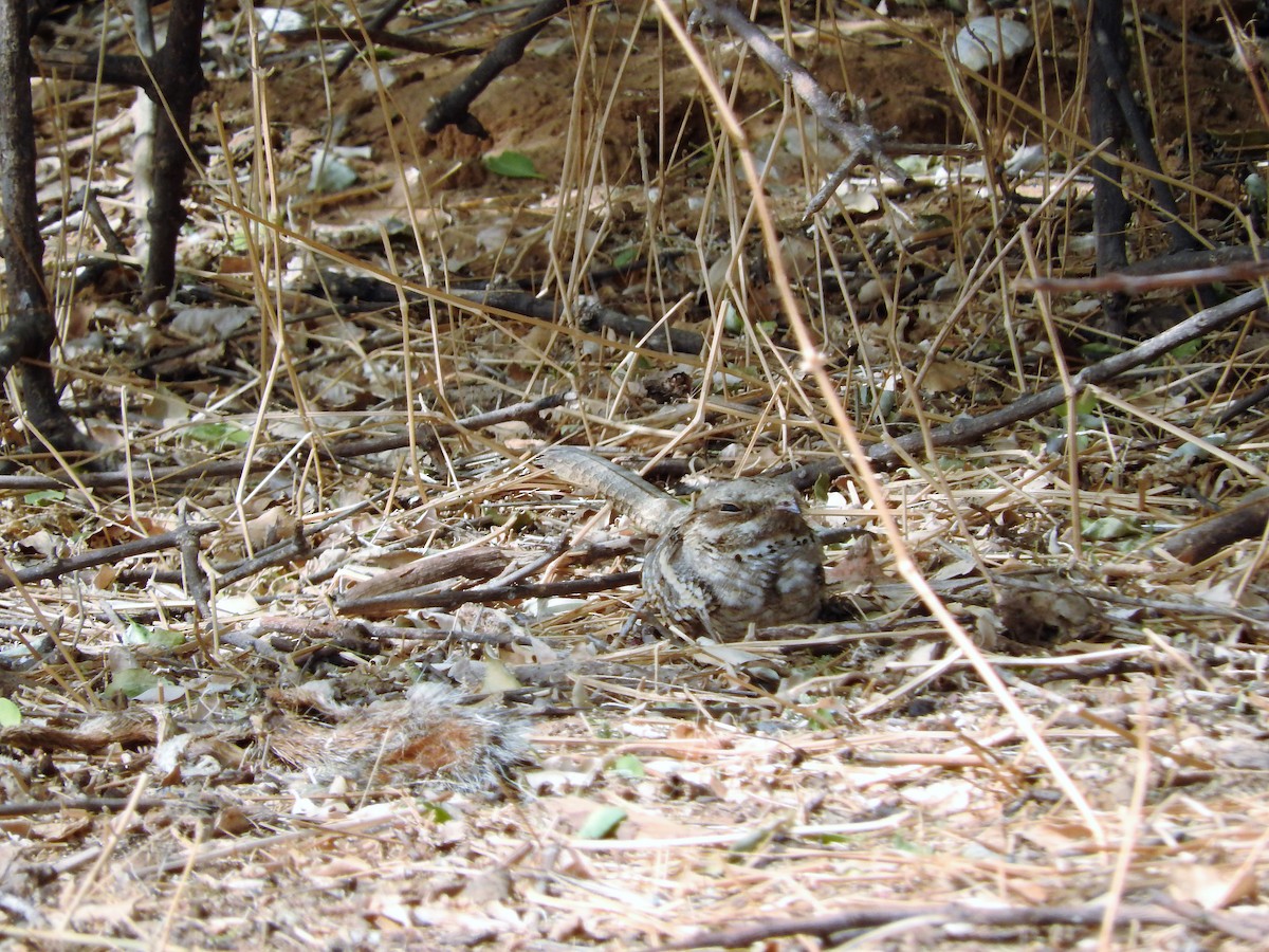 Long-tailed Nightjar - ML627658897