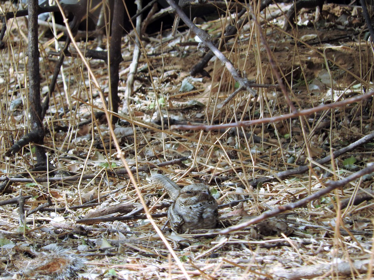 Long-tailed Nightjar - ML627658898