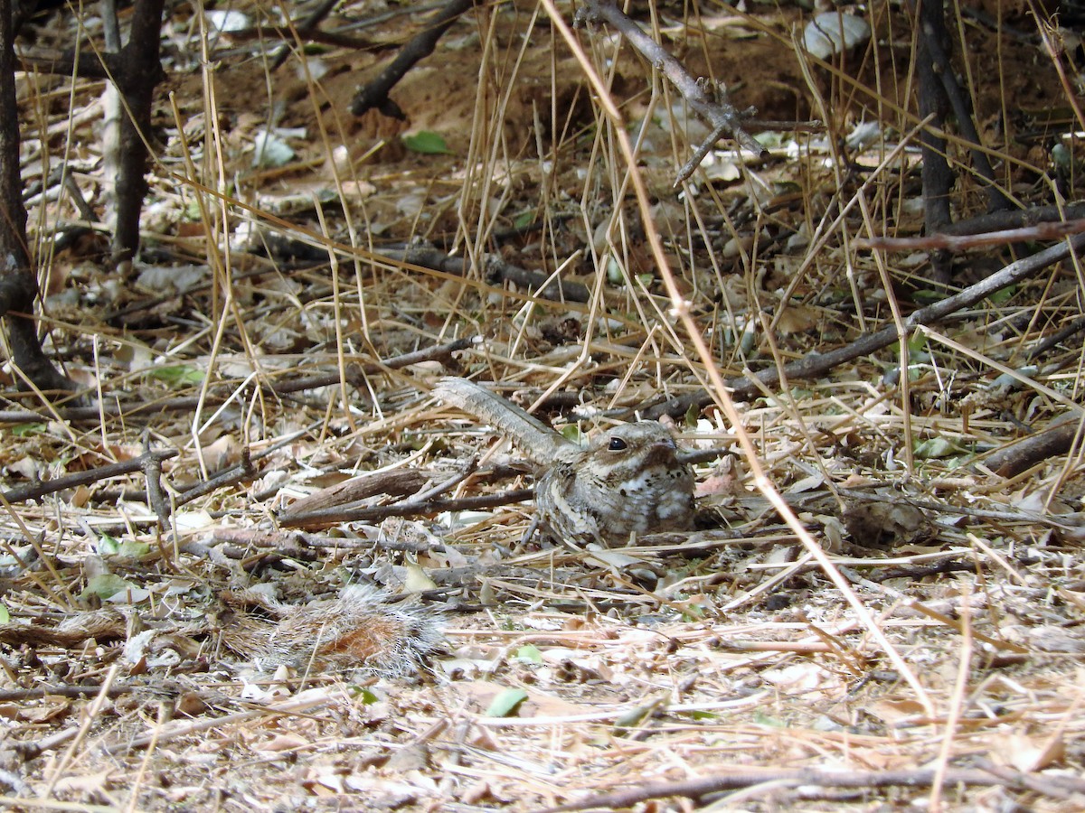 Long-tailed Nightjar - ML627658899