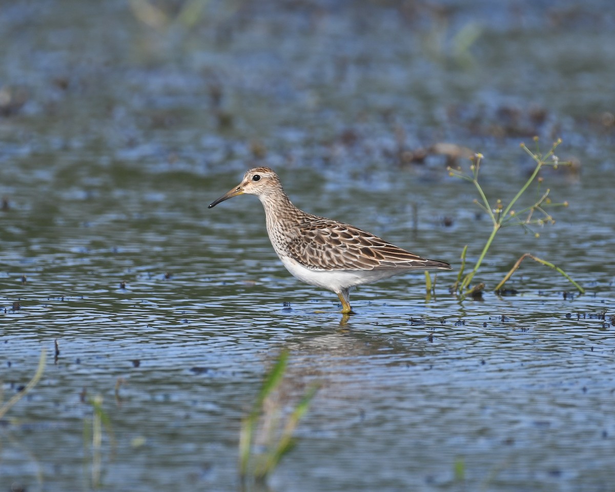 Graubrust-Strandläufer - ML627658906