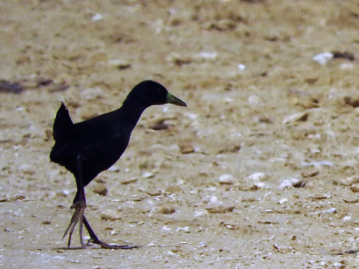 Black Crake - ML627658946