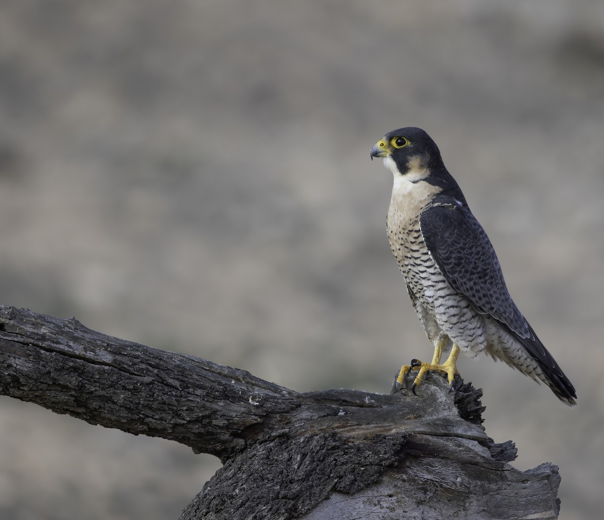 Peregrine Falcon - ML627659039