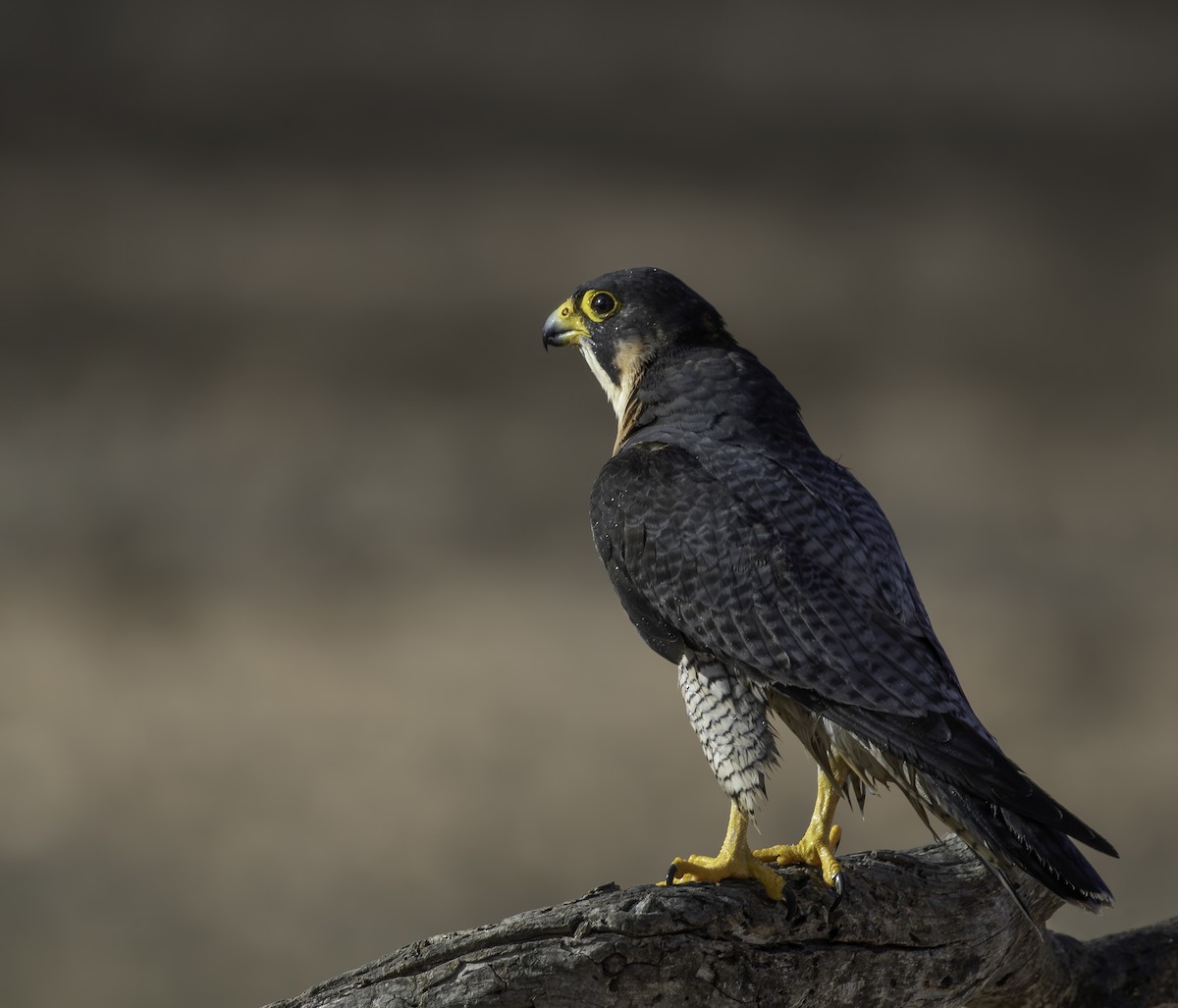 Peregrine Falcon - ML627659040