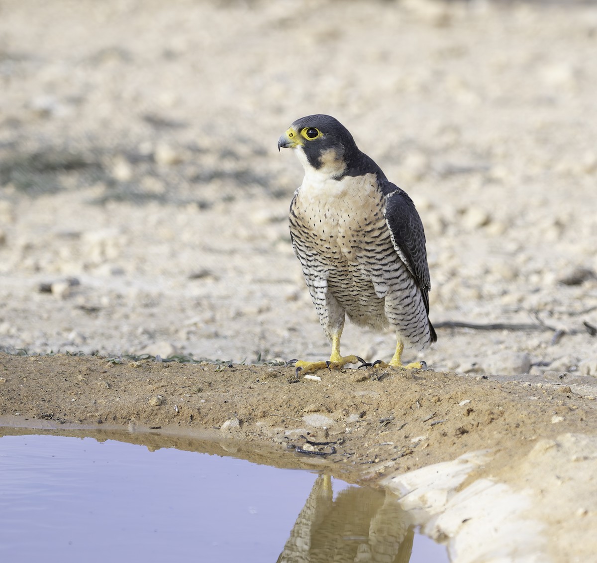 Peregrine Falcon - ML627659041