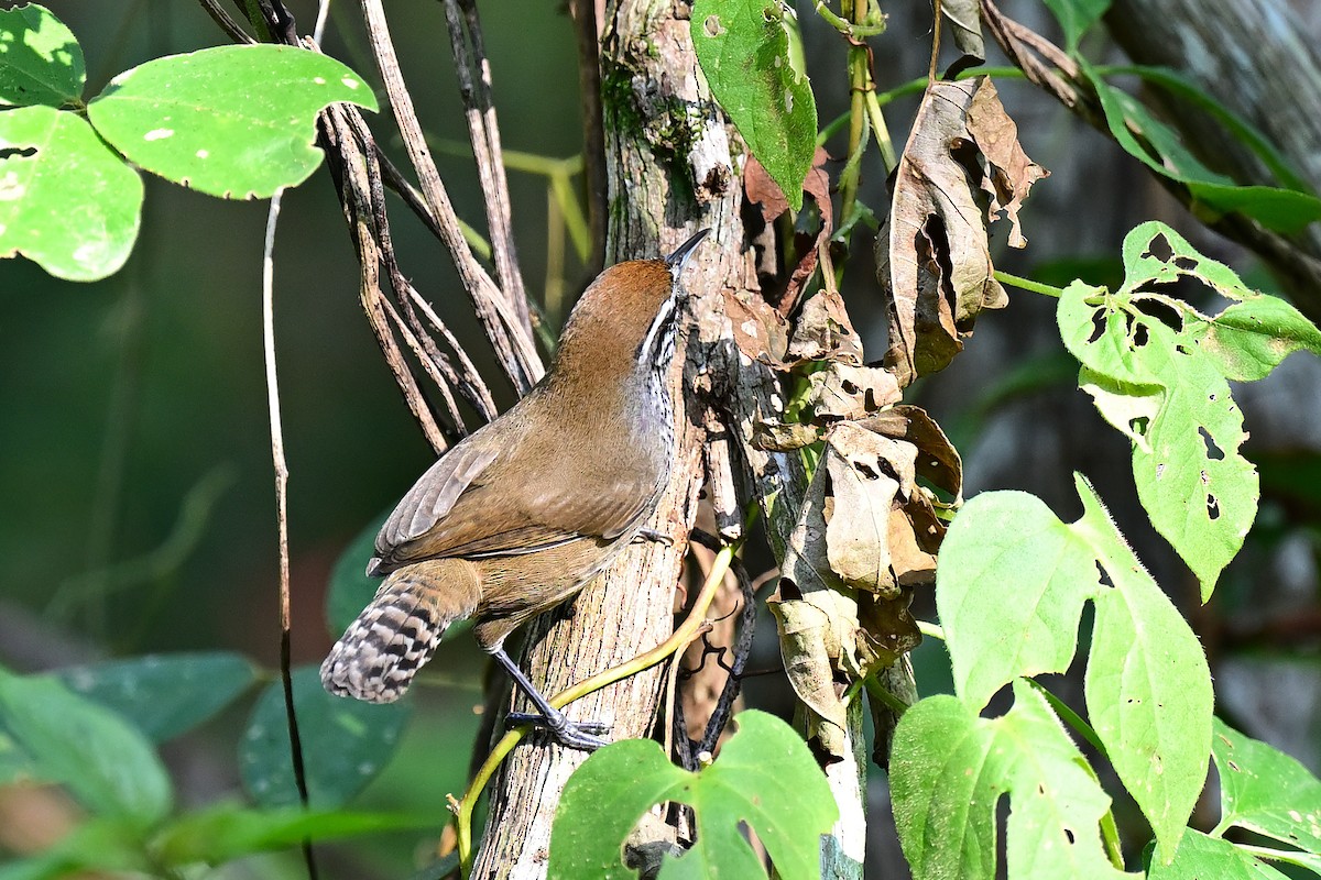 Spot-breasted Wren - ML627659052