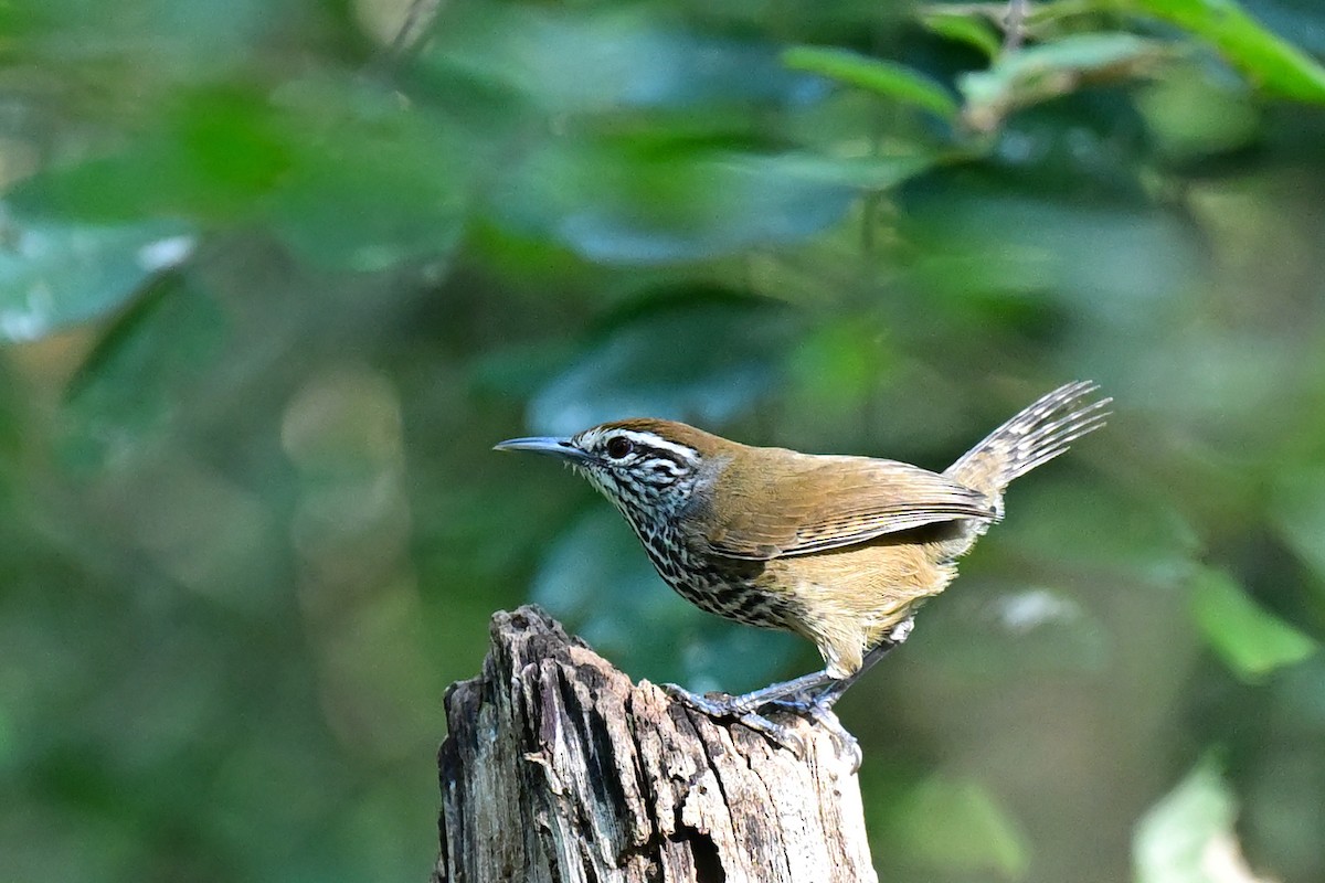 Spot-breasted Wren - ML627659070