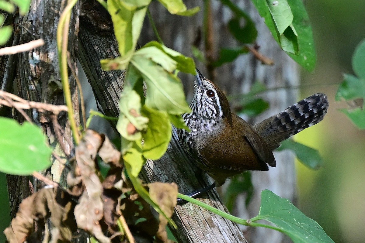 Spot-breasted Wren - ML627659071