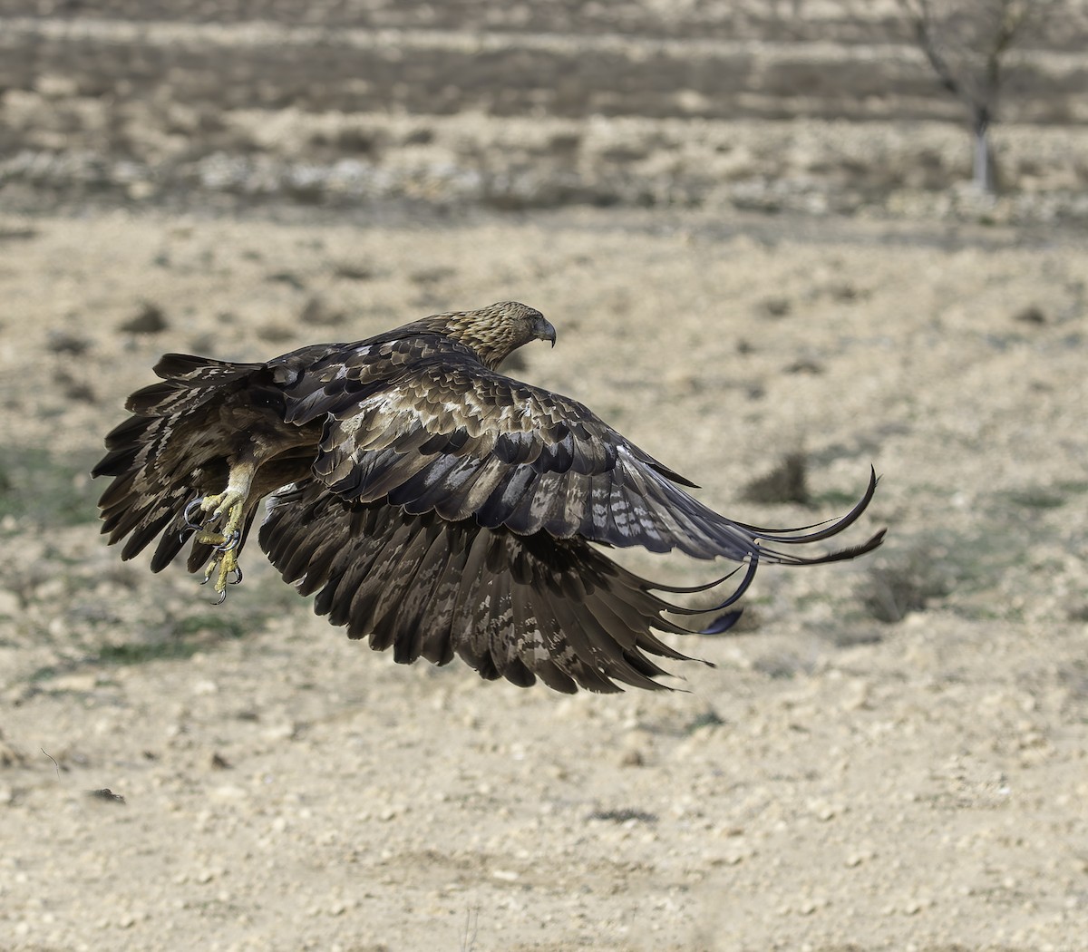 Golden Eagle - ML627659118