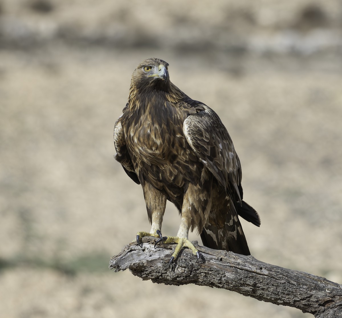 Golden Eagle - ML627659119