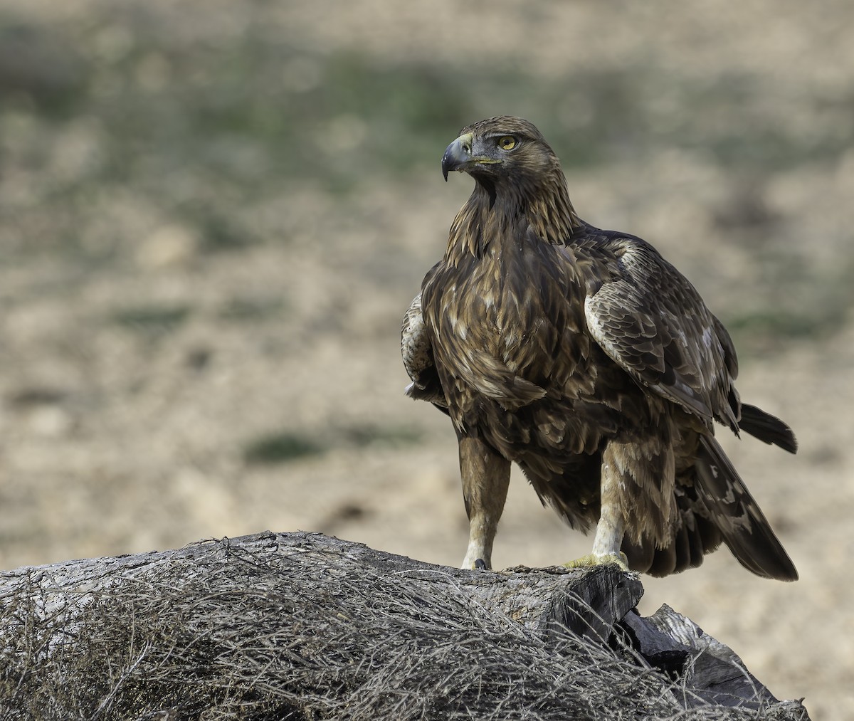 Golden Eagle - ML627659120