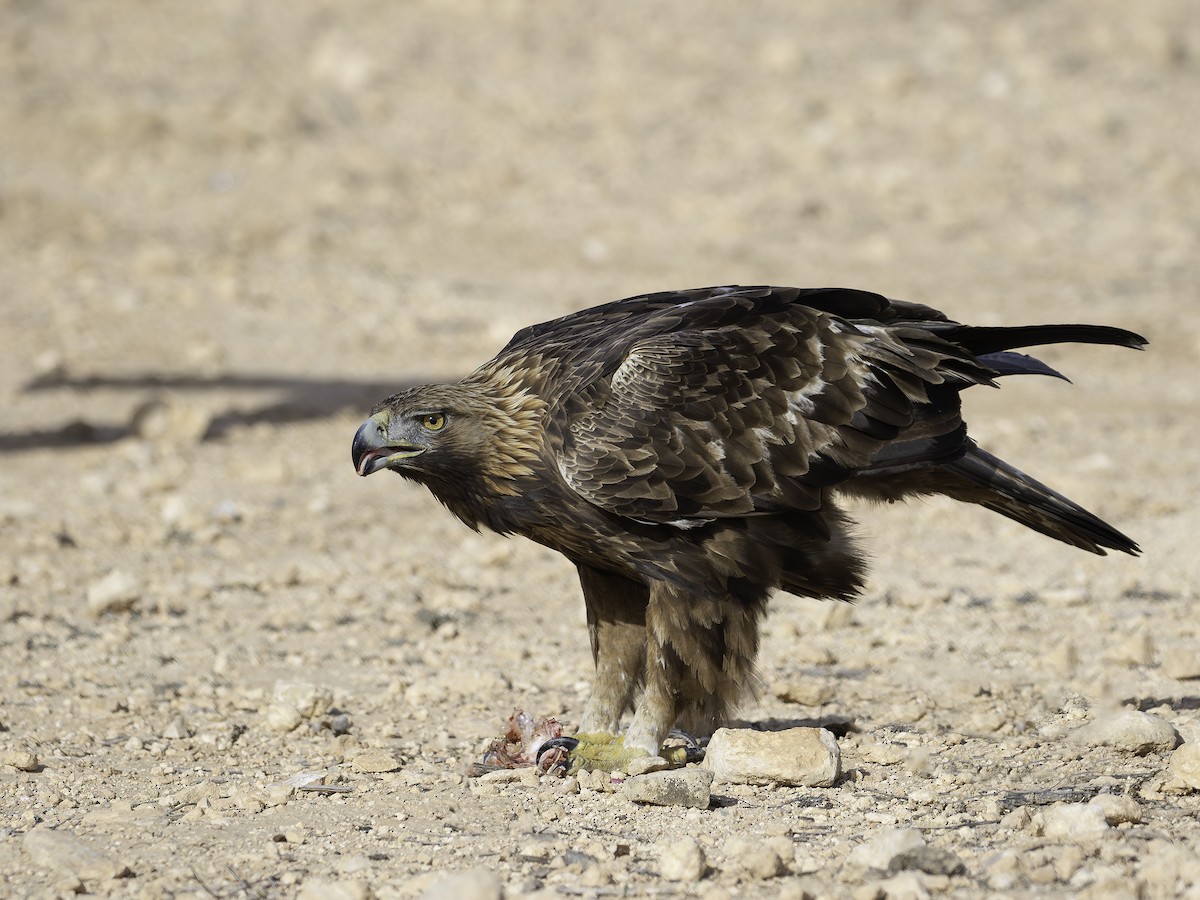 Golden Eagle - ML627659121