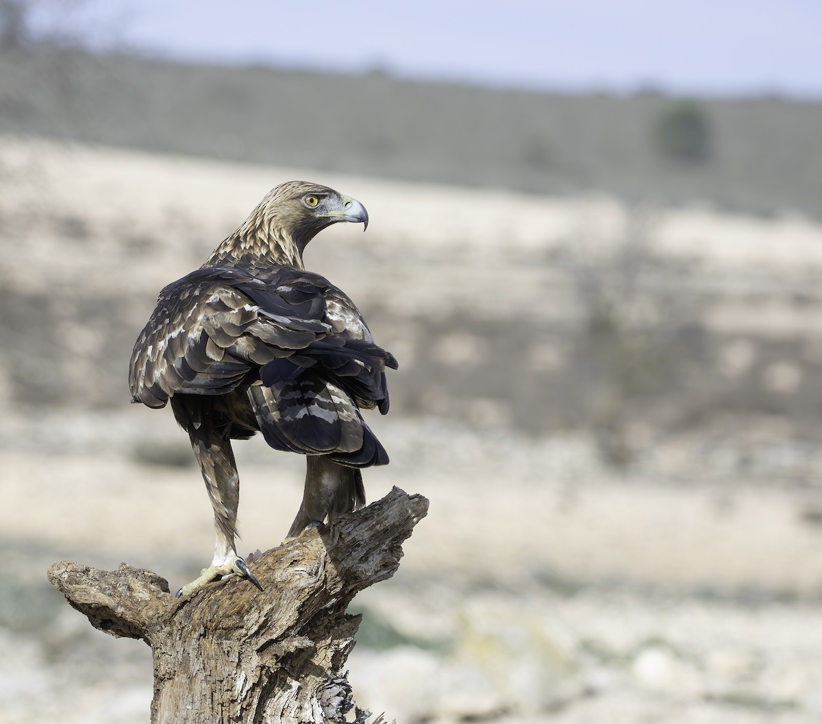 Golden Eagle - ML627659122