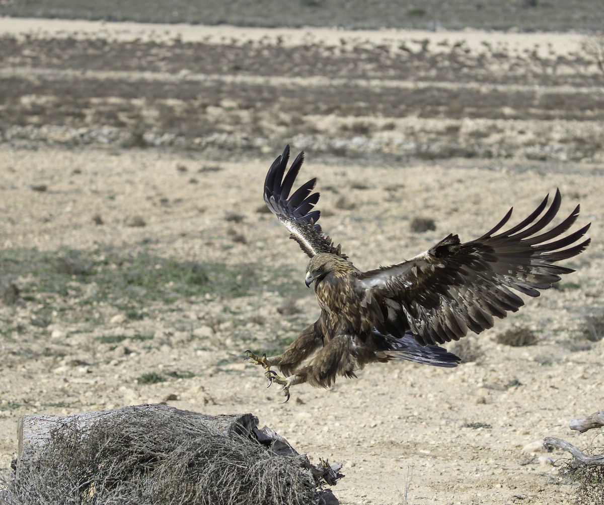 Golden Eagle - ML627659123