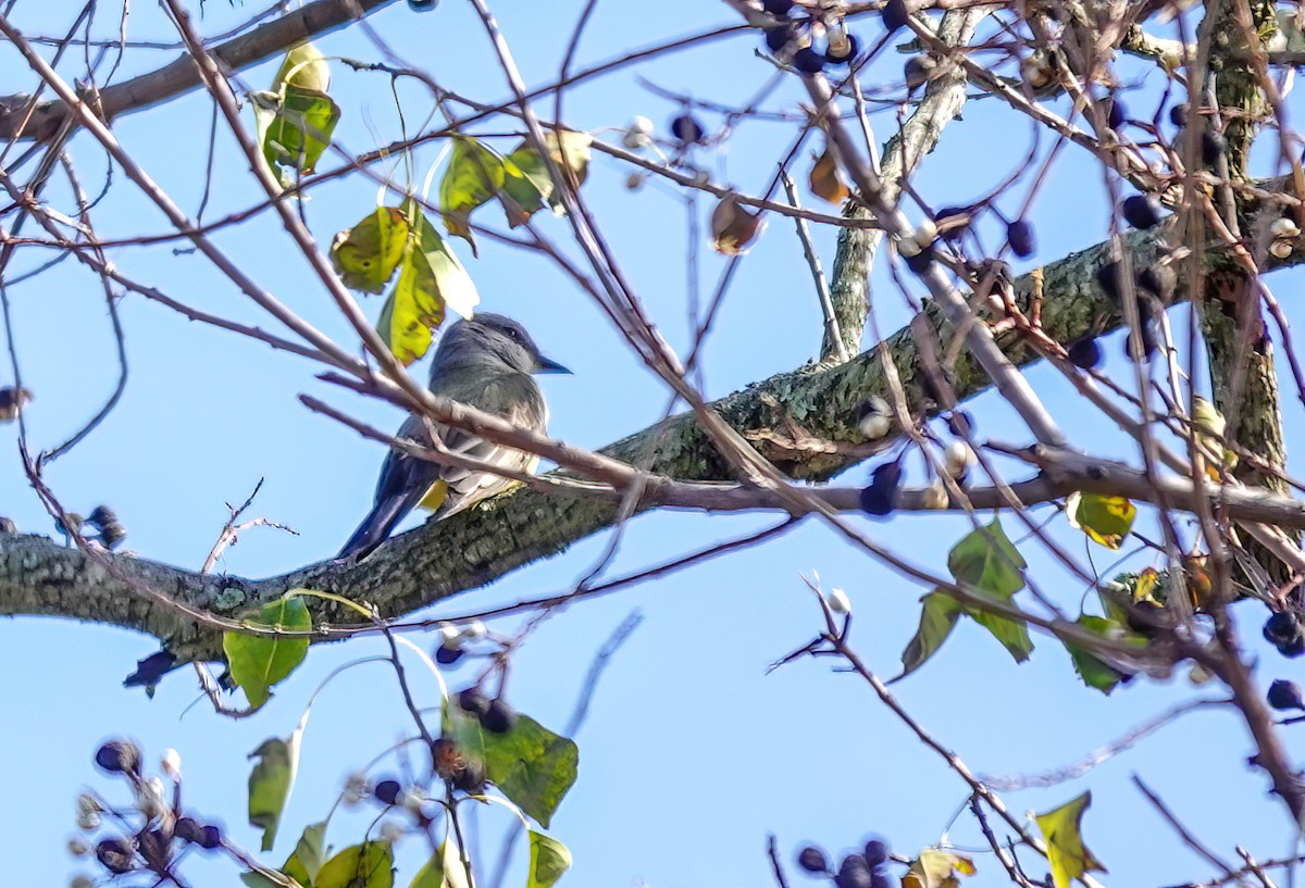 Western Kingbird - ML627659178