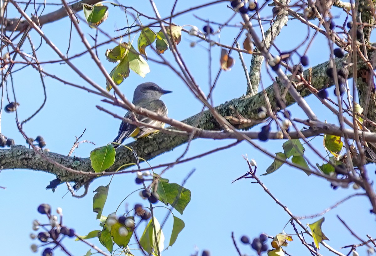 Western Kingbird - ML627659183