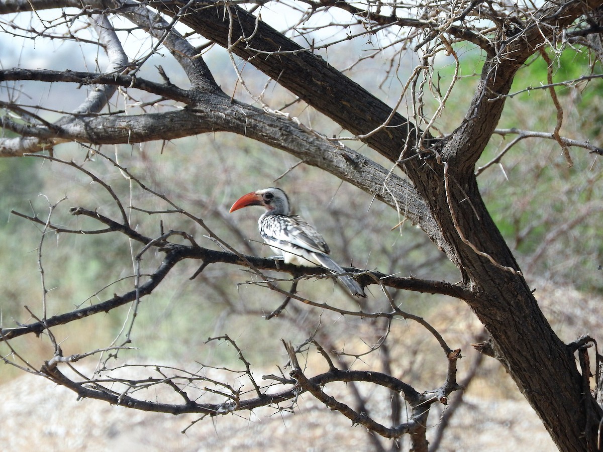 Western Red-billed Hornbill - ML627659198