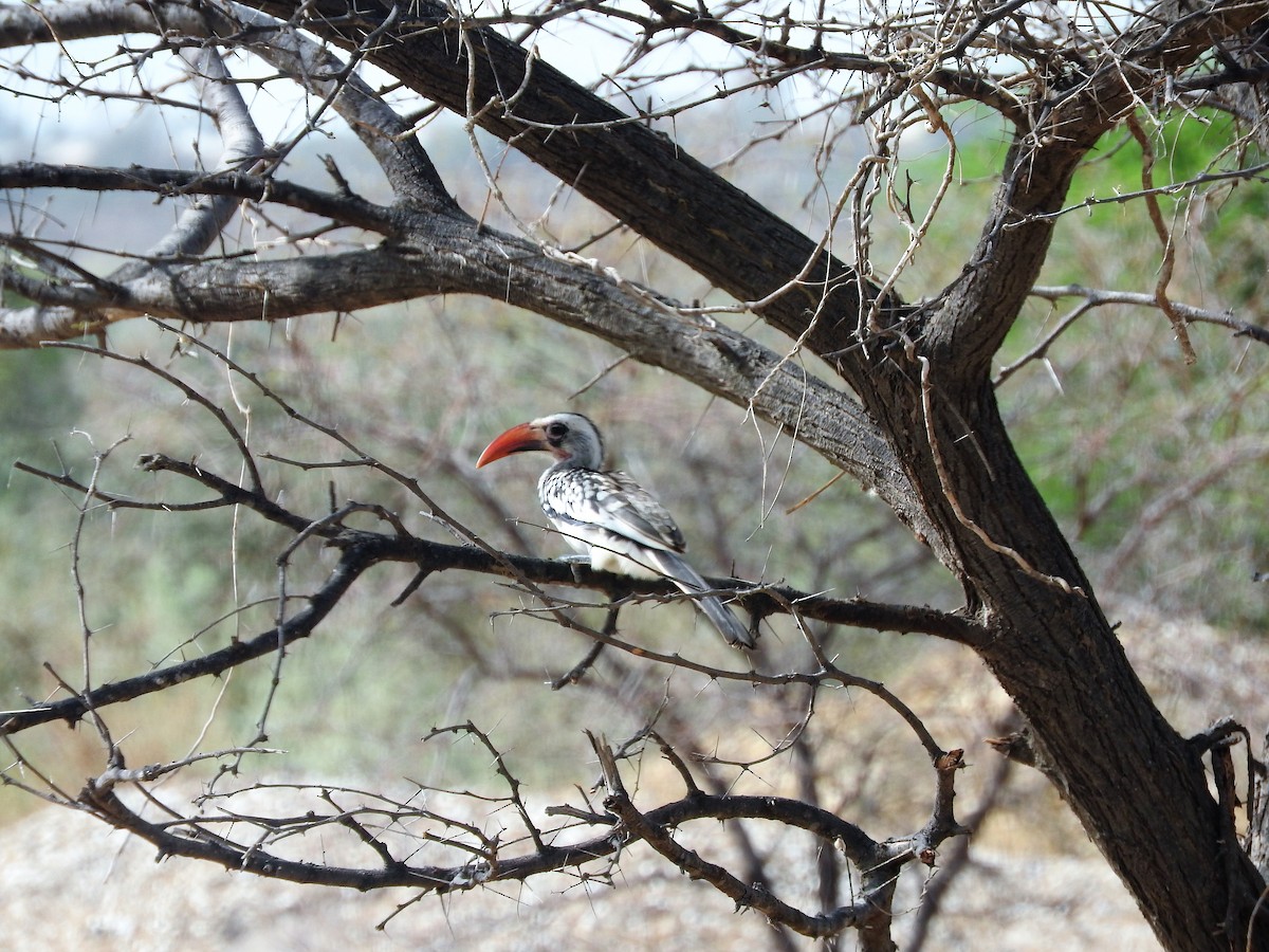 Western Red-billed Hornbill - ML627659199