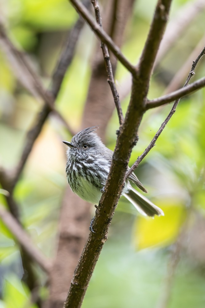 Juan Fernandez Tit-Tyrant - ML627659364