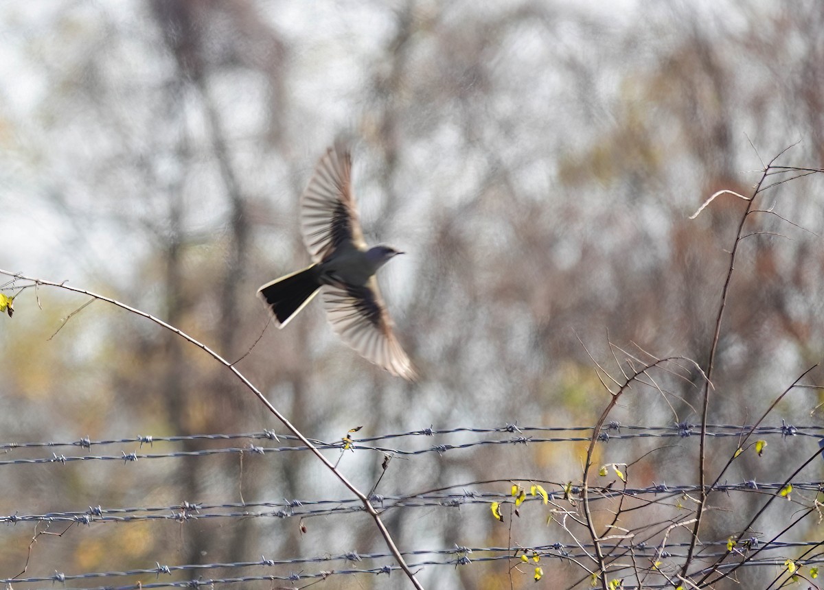 Western Kingbird - ML627659475