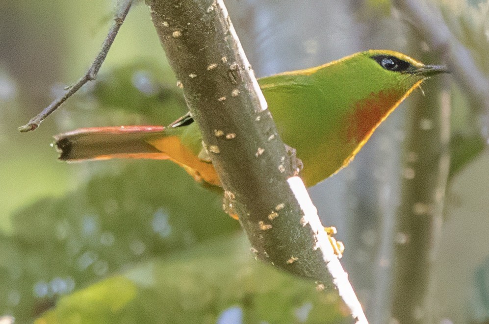 Fire-tailed Myzornis - ML627659542