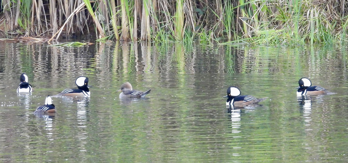 Hooded Merganser - ML627659553