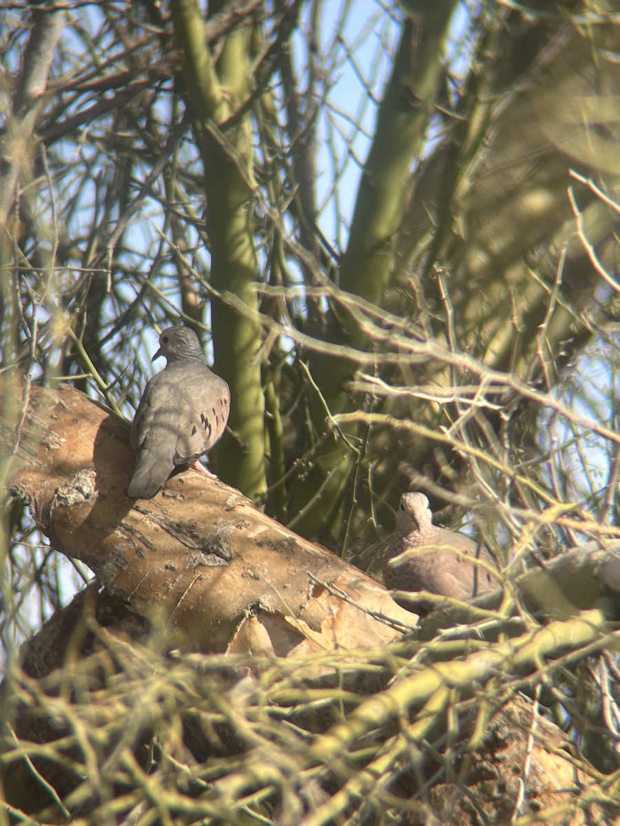 Common Ground Dove - ML627659564