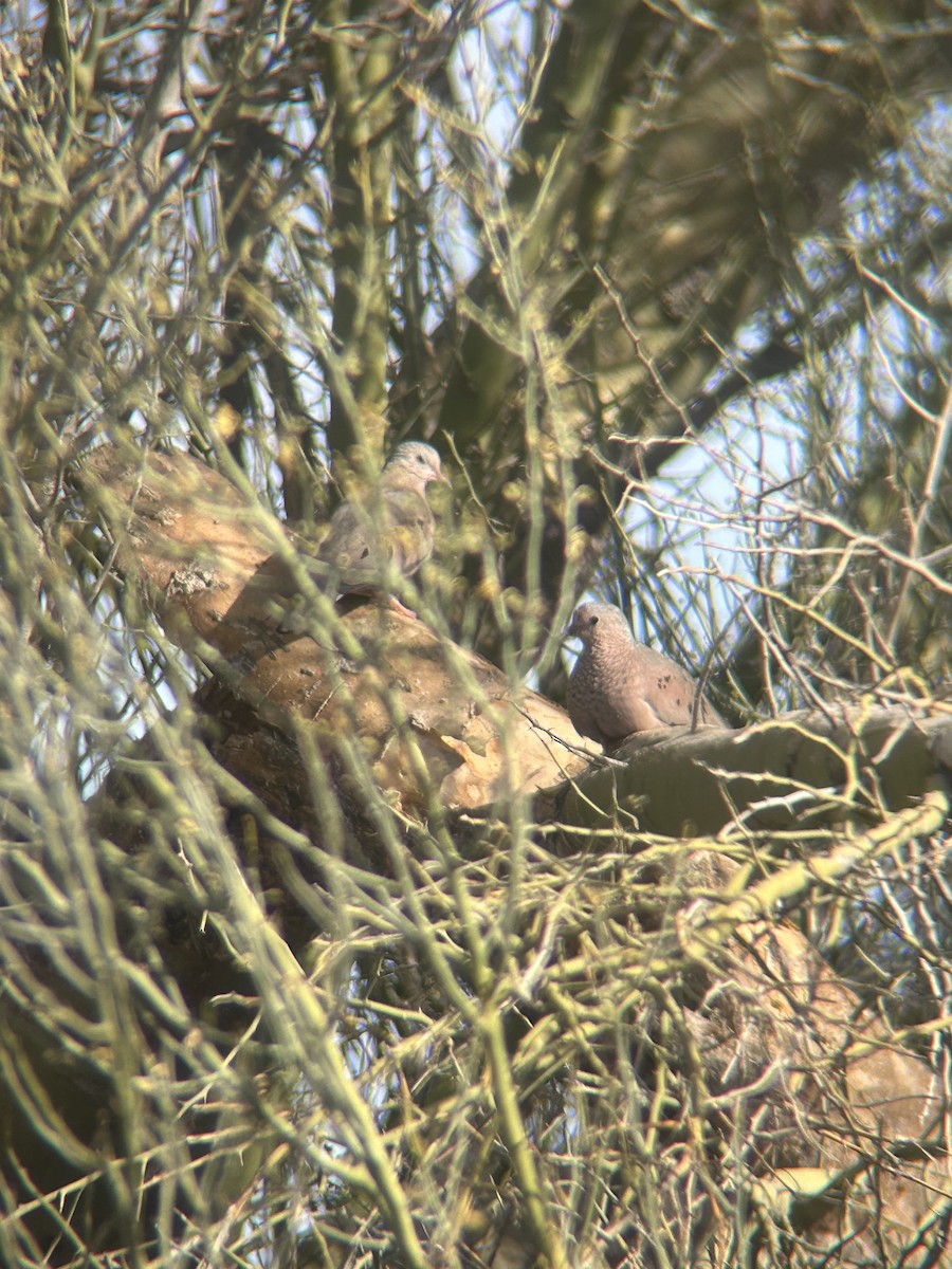 Common Ground Dove - ML627659565