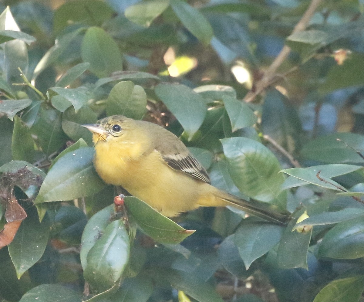 Orchard Oriole - ML627659567