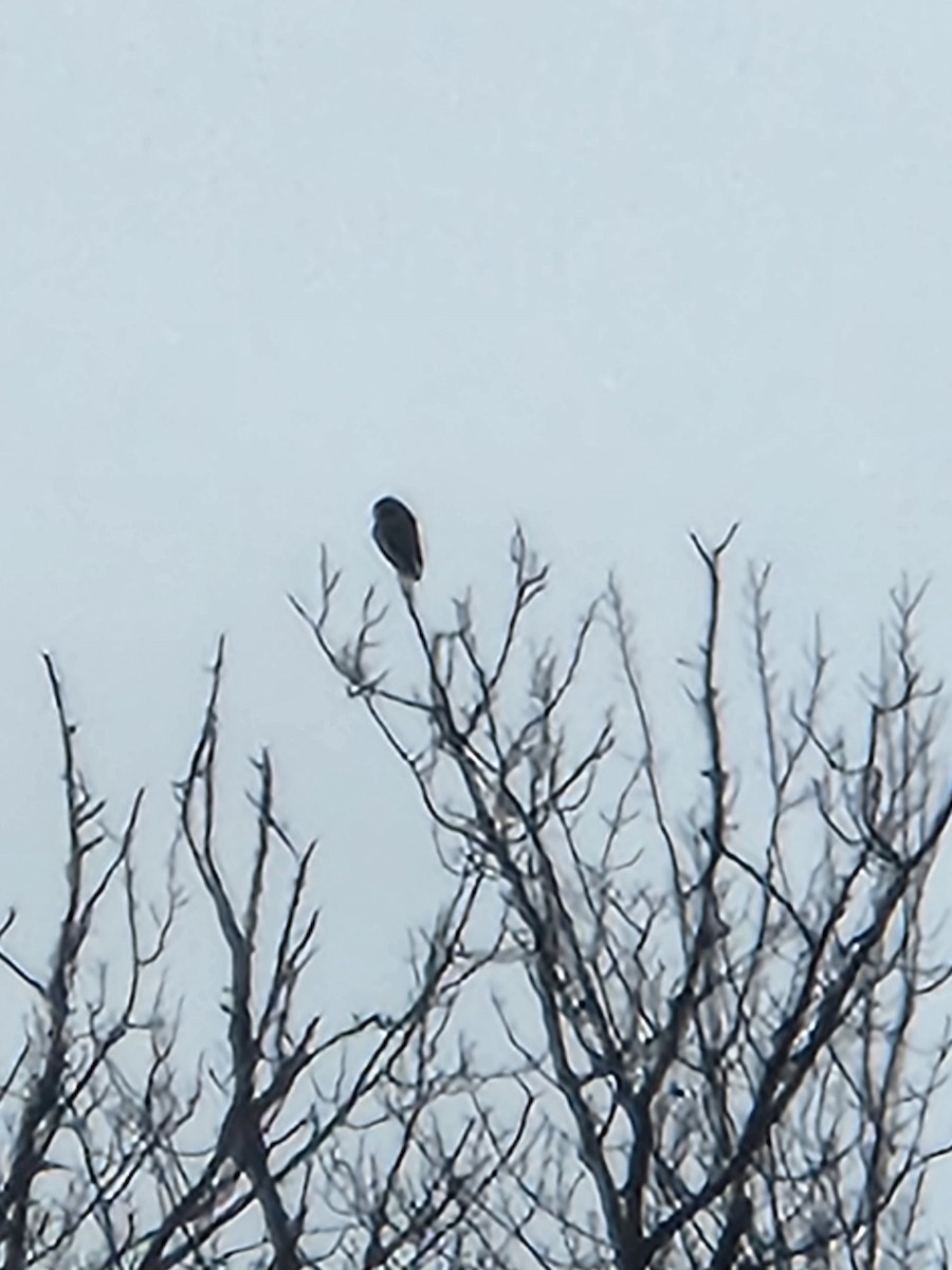 Northern Hawk Owl - ML627659588