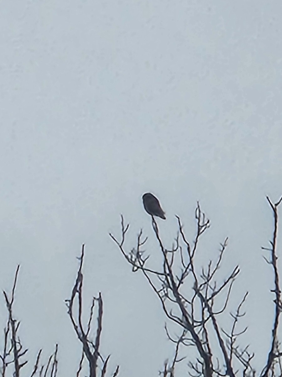 Northern Hawk Owl - ML627659589