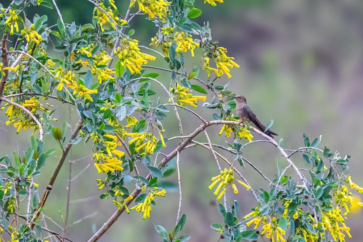 Colibri géant - ML627659641