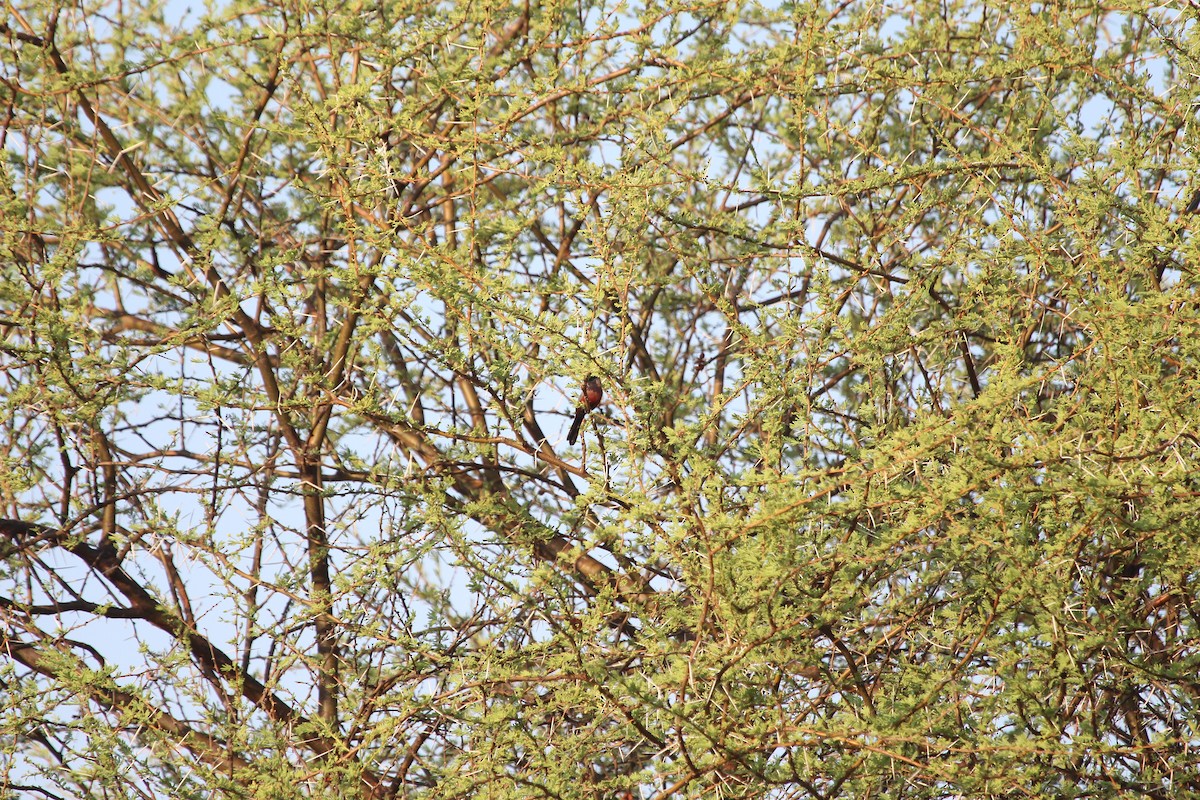 Black-faced Waxbill - ML627659829