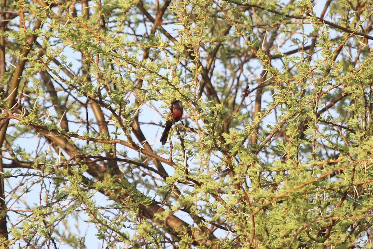 Black-faced Waxbill - ML627659874