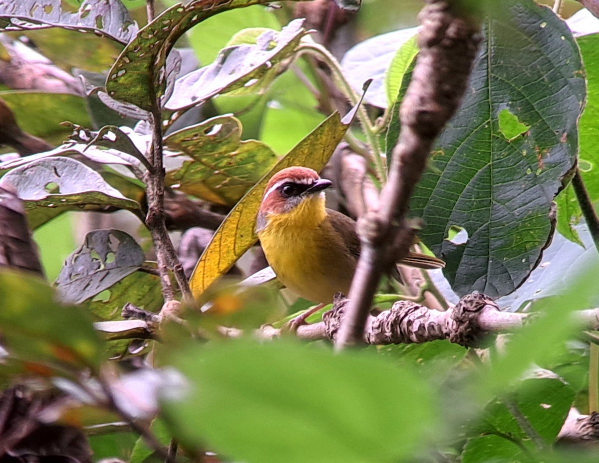 Rufous-capped Warbler (rufifrons Group) - ML627659889