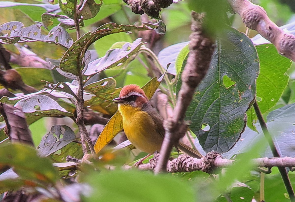 Rufous-capped Warbler (rufifrons Group) - ML627659890