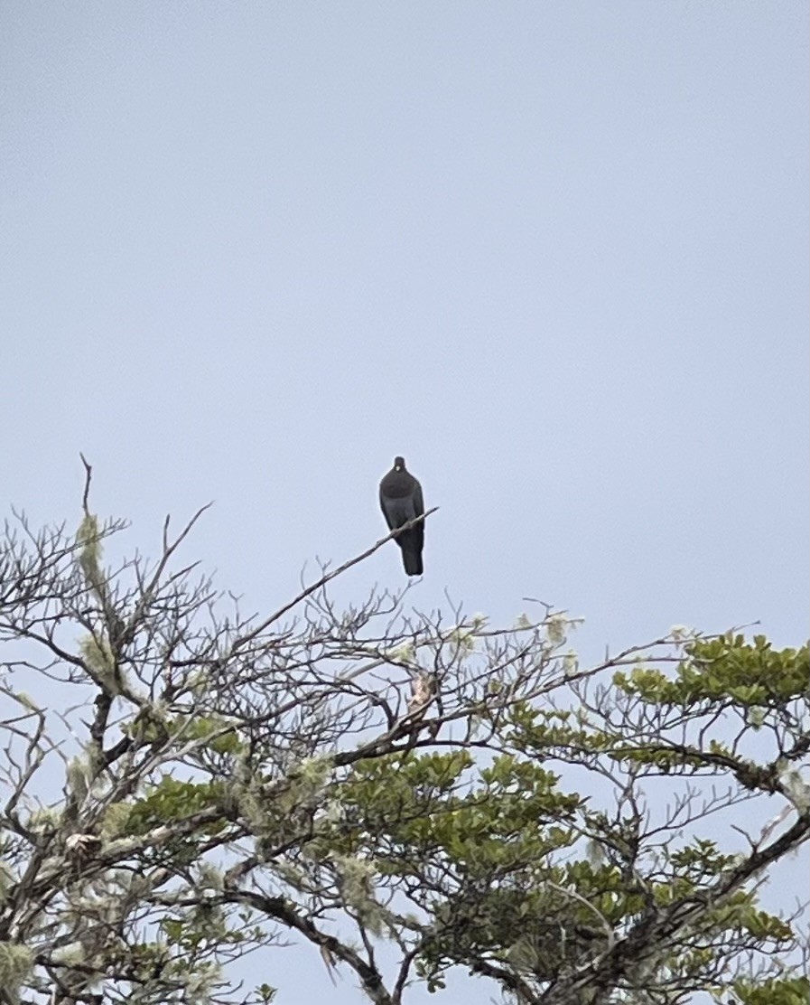 Scaly-naped Pigeon - ML627659901