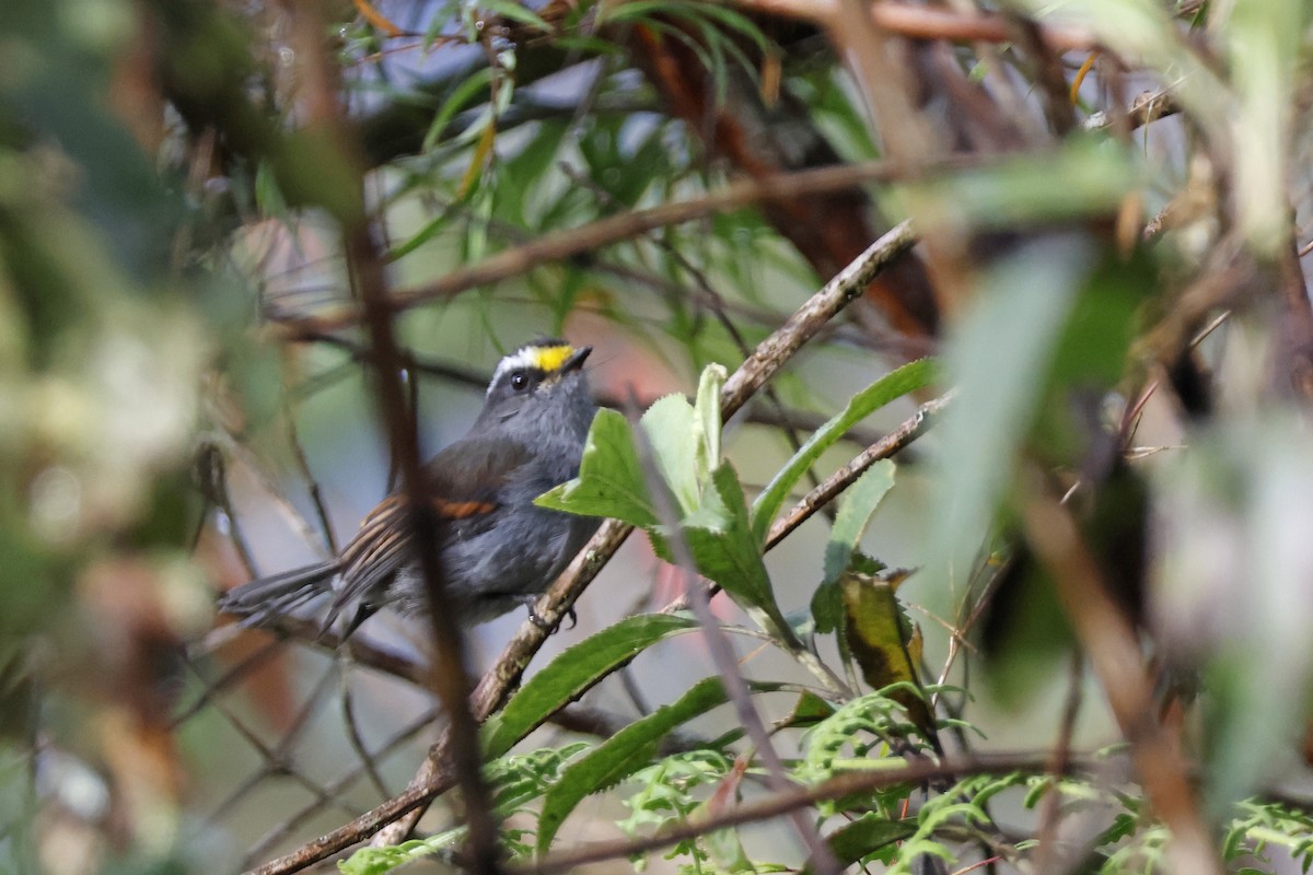 Crowned Chat-Tyrant - ML627659902