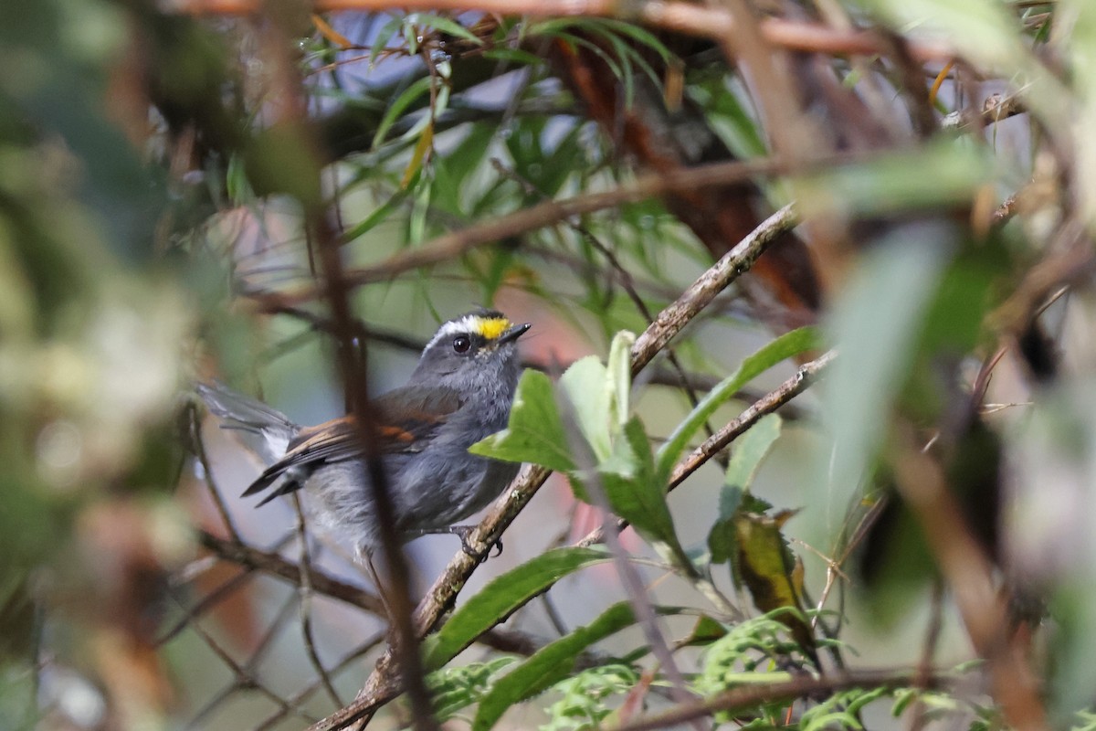 Crowned Chat-Tyrant - ML627659903