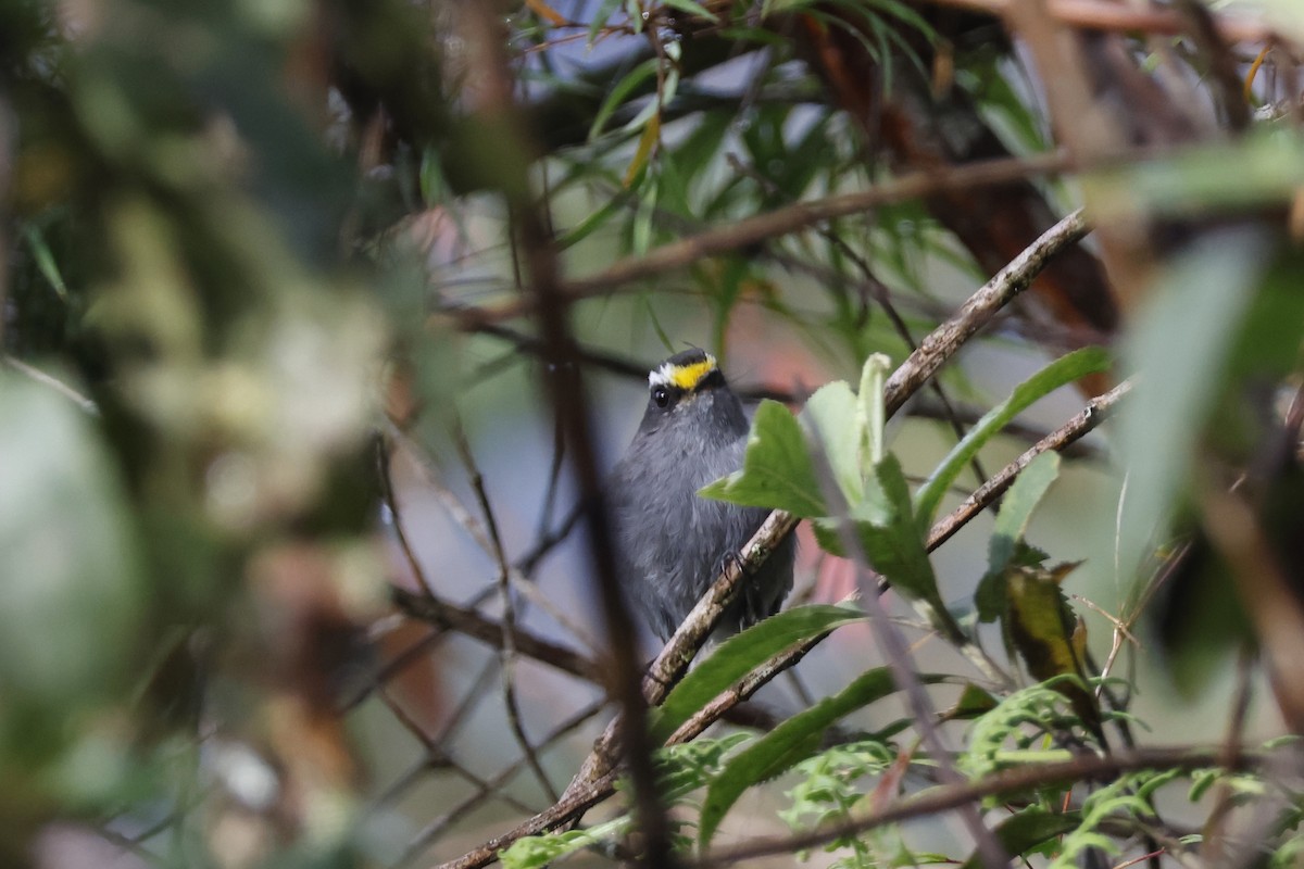 Crowned Chat-Tyrant - ML627659904