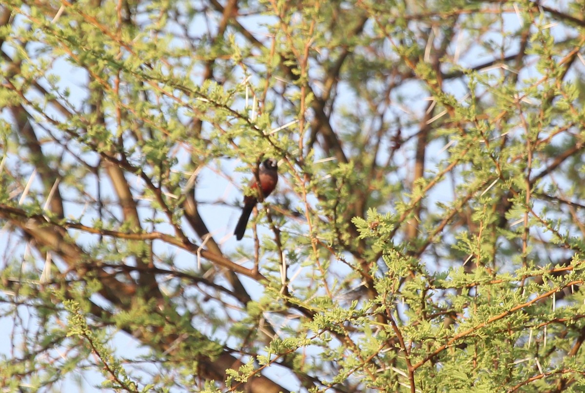 Black-faced Waxbill - ML627659908