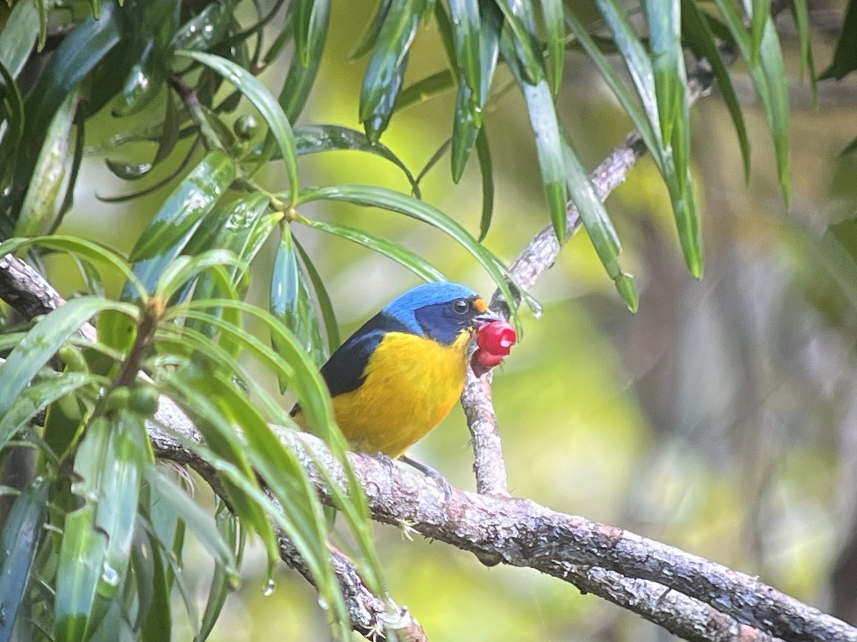 Puerto Rican Euphonia - ML627659909