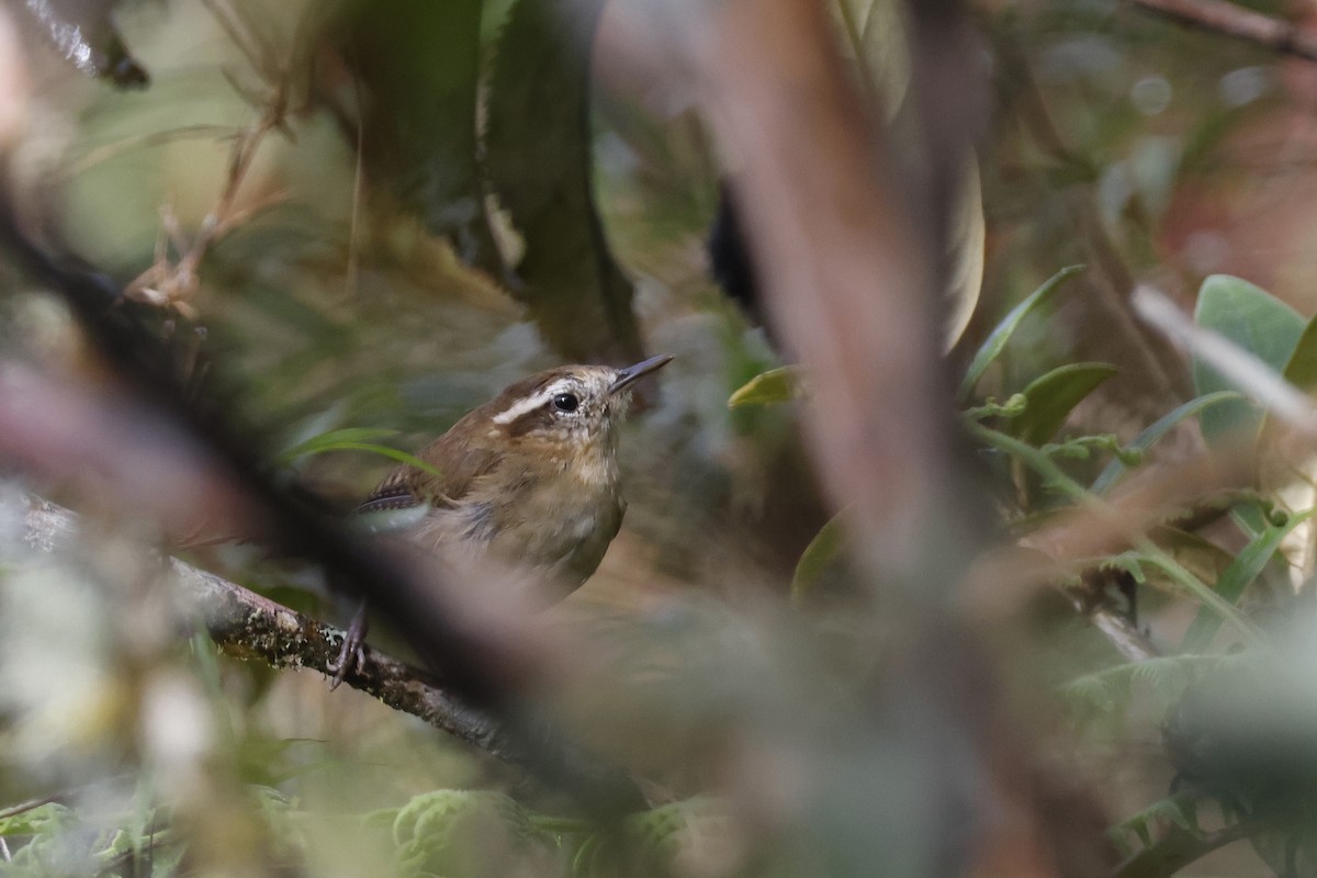 Mountain Wren - ML627659952