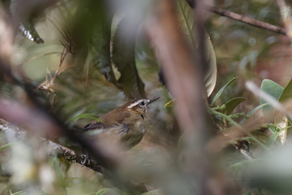 Mountain Wren - ML627659953