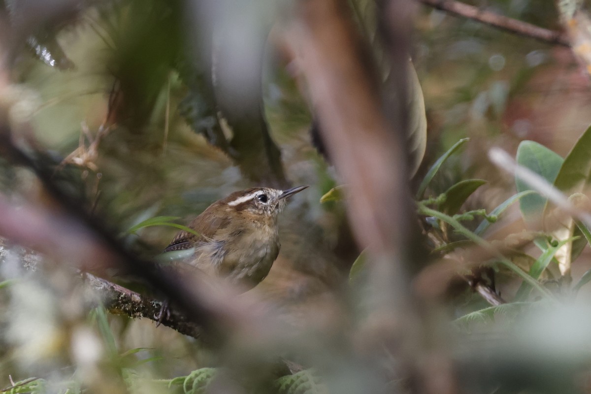 Mountain Wren - ML627659954