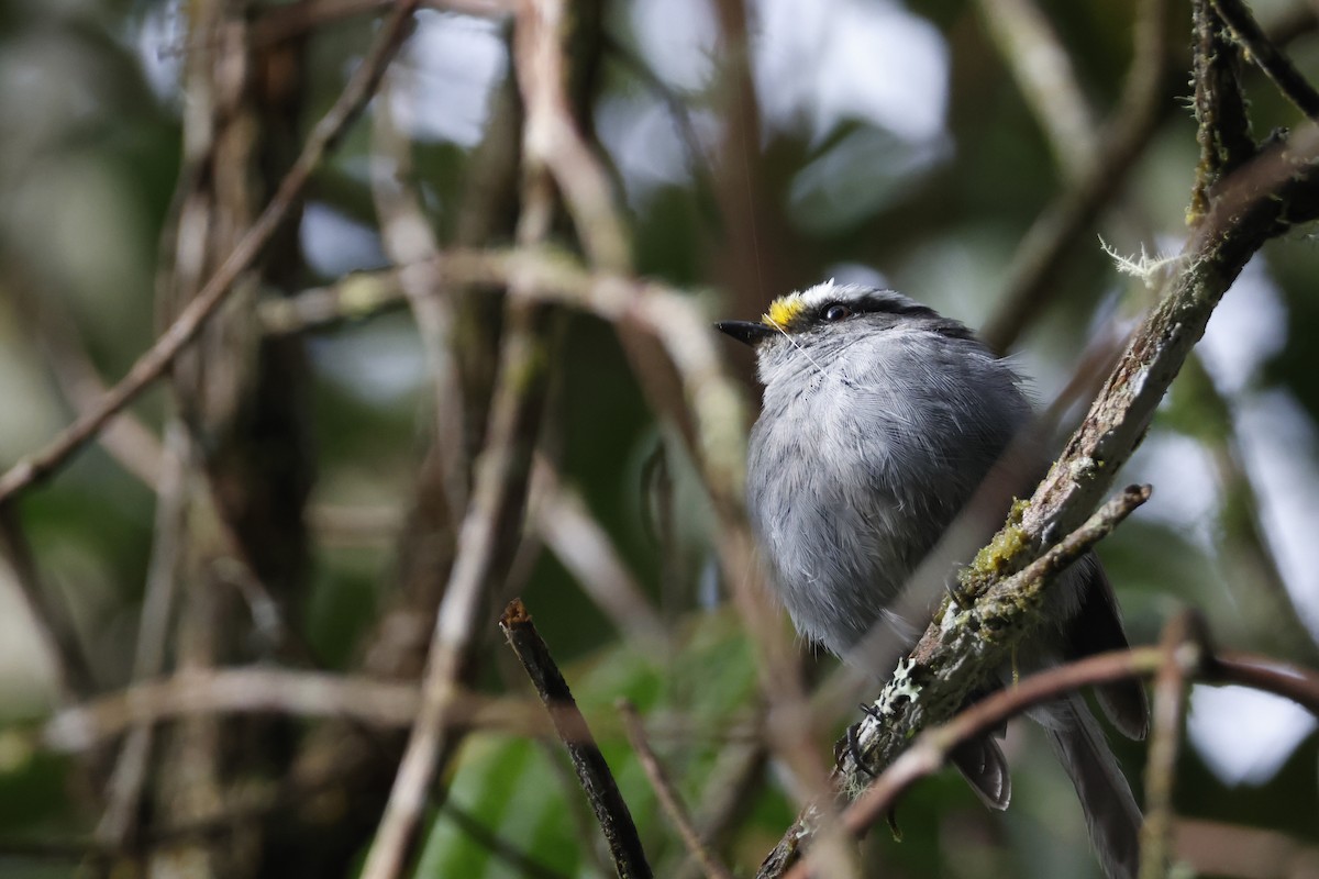 Crowned Chat-Tyrant - ML627660008