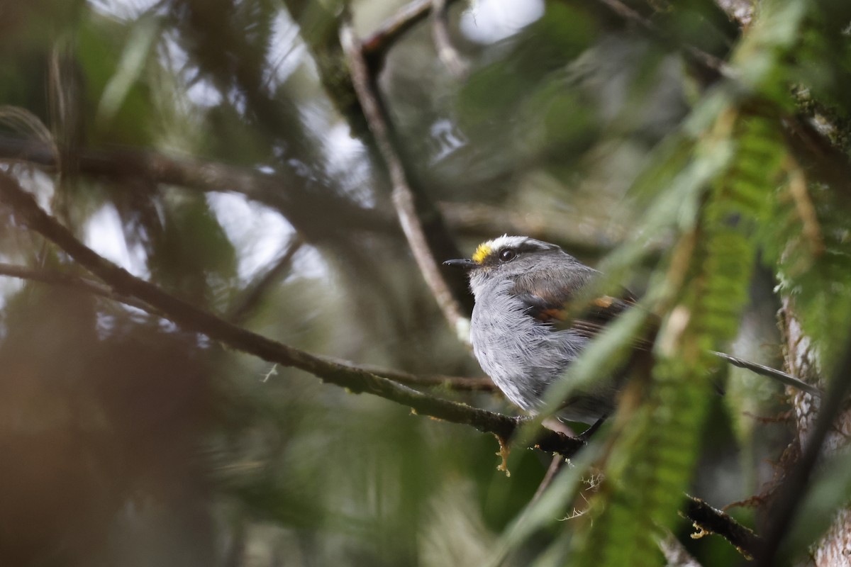 Crowned Chat-Tyrant - ML627660009