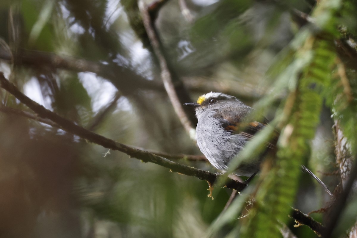 Crowned Chat-Tyrant - ML627660010