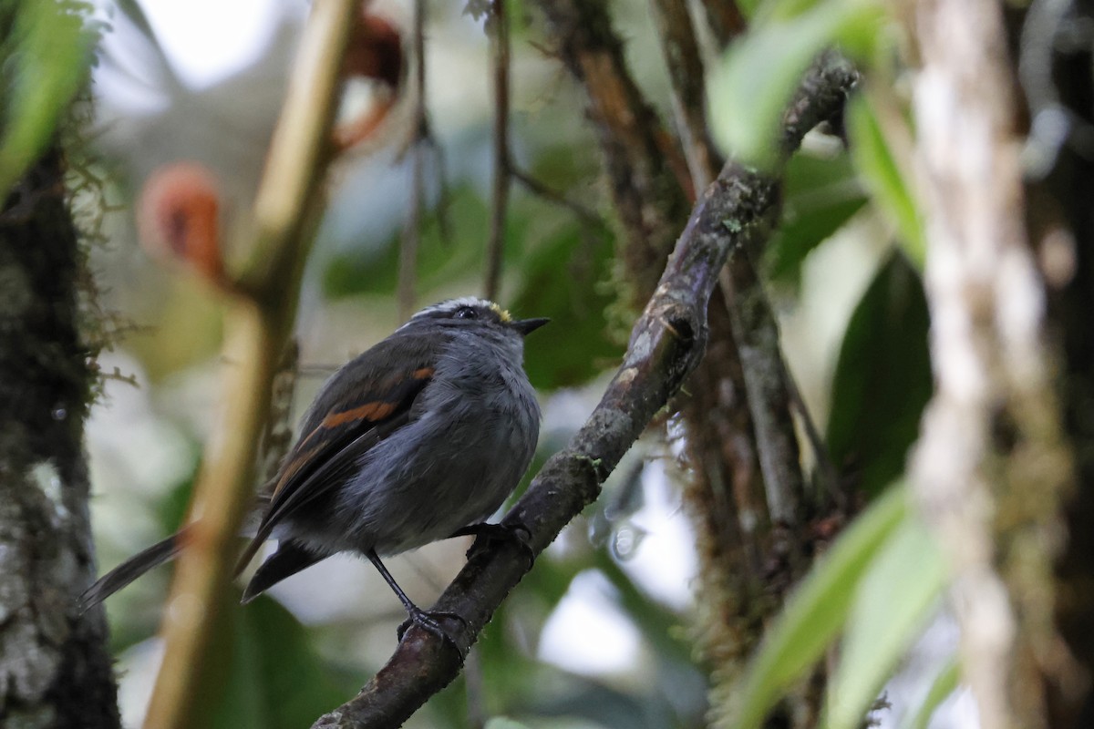 Crowned Chat-Tyrant - ML627660011