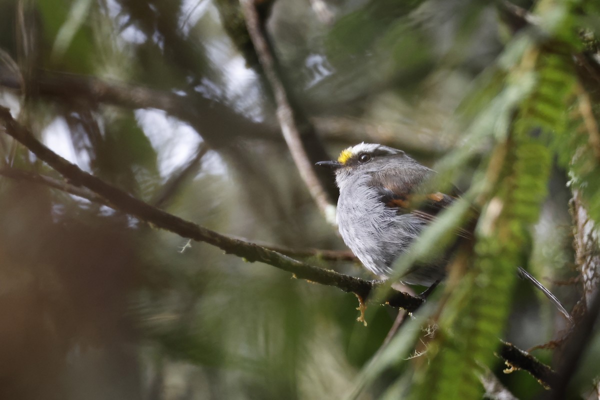 Crowned Chat-Tyrant - ML627660012